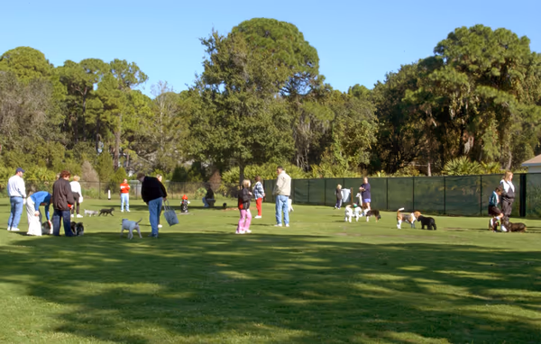 Observation Dog Park photo 1